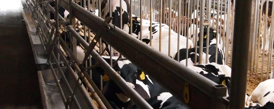 Indoor calves